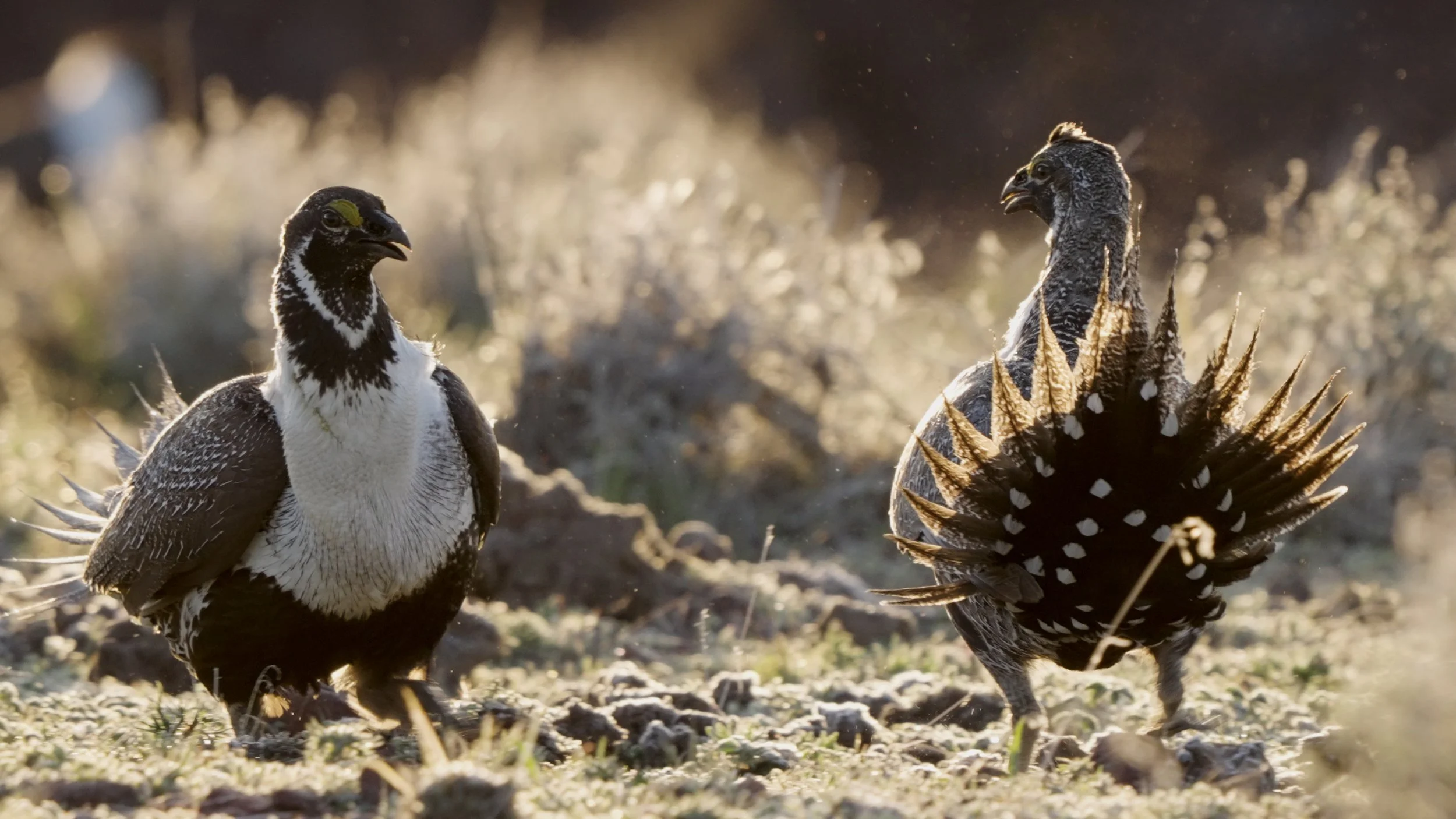 The Caldera, Grouse habitat, McDermitt region
