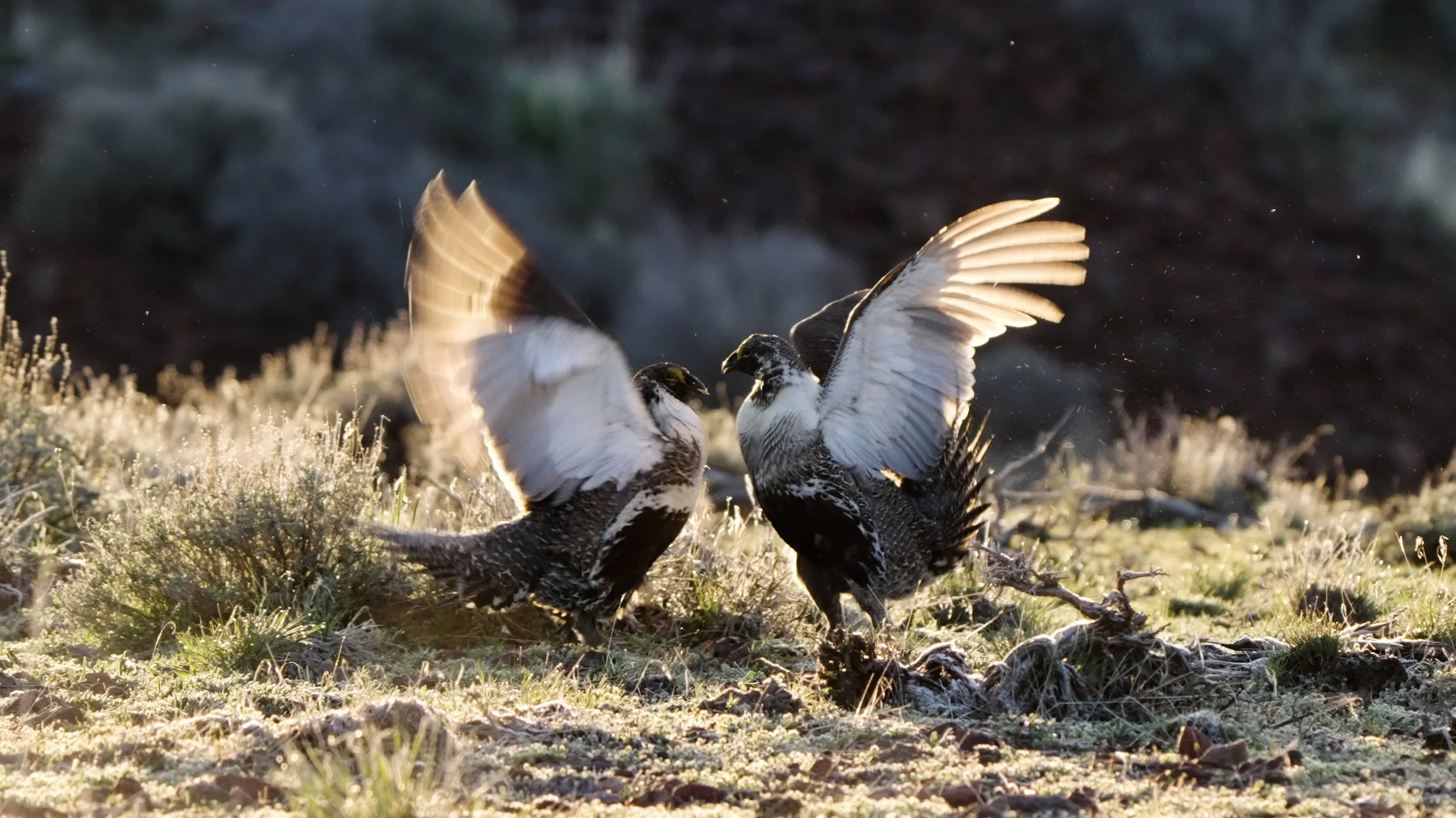 The Caldera, Grouse habitat, McDermitt region