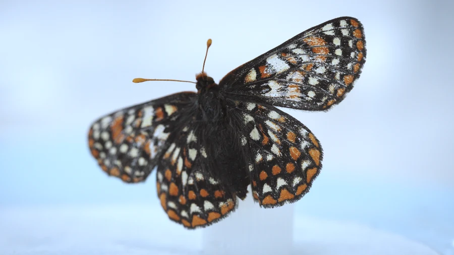 The Butterfly Lab