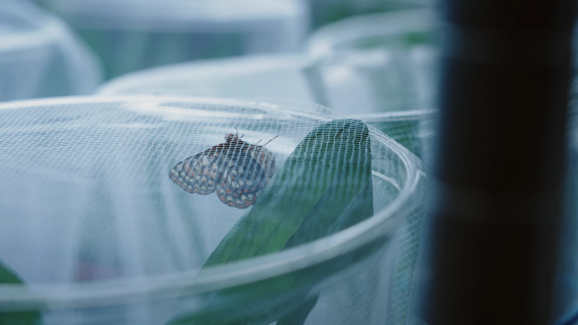The Butterfly Lab